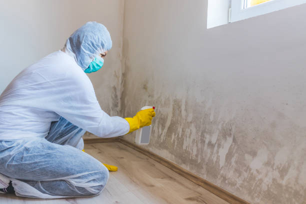 Professional mold removal team in Brooklyn